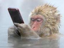 monkey with a cell phone