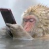 monkey with a cell phone