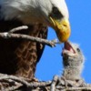 eaglefeedingeaglet
