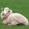 sheep-lieing-down