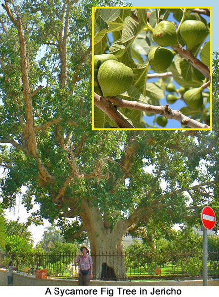 Sycamore-Fig Tree Jericho, Israel