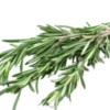 Rosemary branches for Baptism