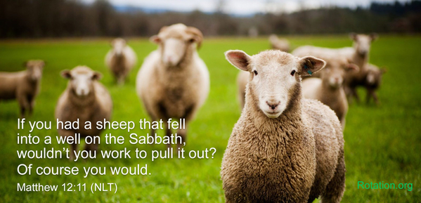 Matthew 12:11 Jesus the rule breaker! If you had a sheep that fell into the well on the Sabbath...